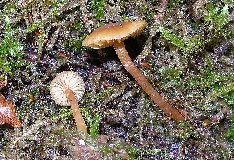 Specie 2006 :   Galerina uncialis        (Britzelm.)  Khner